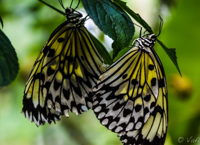 Butterfly Sanctuary, Siquijor Philippines