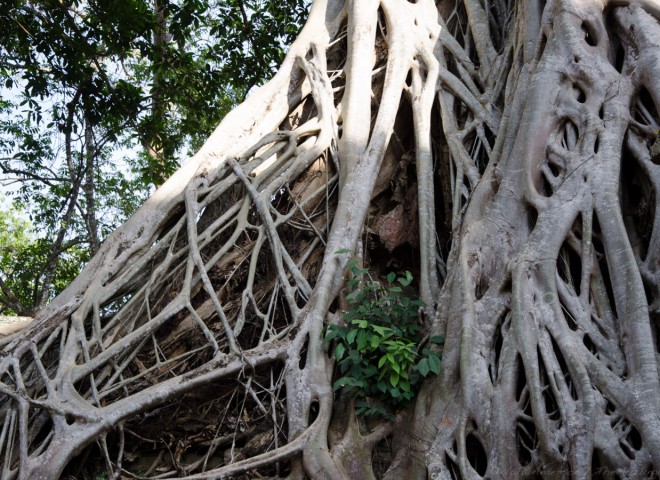 Cambodia siem reap ankor wat-54